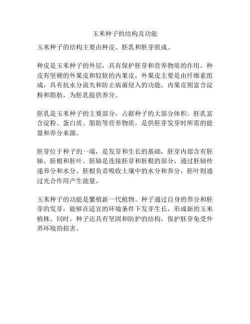 玉米种子的结构及功能