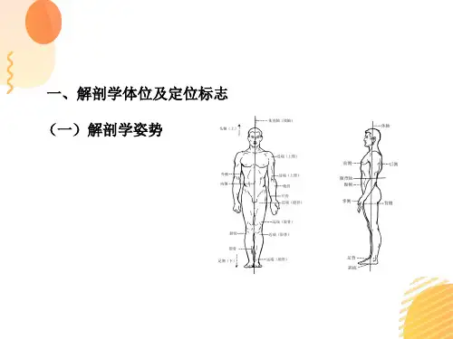 X线摄影检查的基本操作 X线摄影体位命名及摄影标记