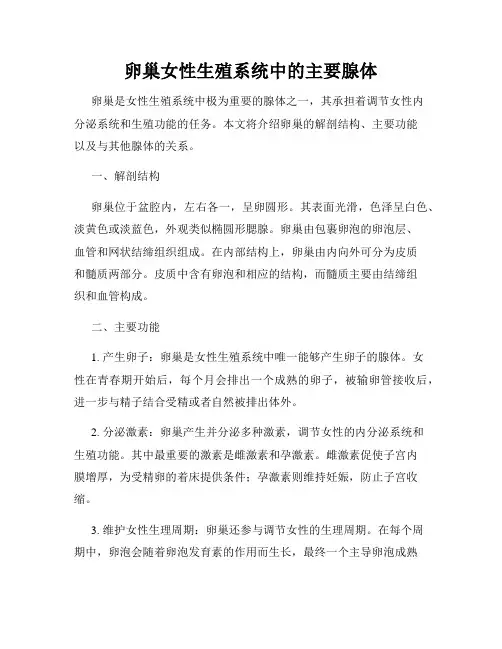 卵巢女性生殖系统中的主要腺体