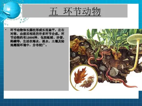 动物的主要类群环节动物