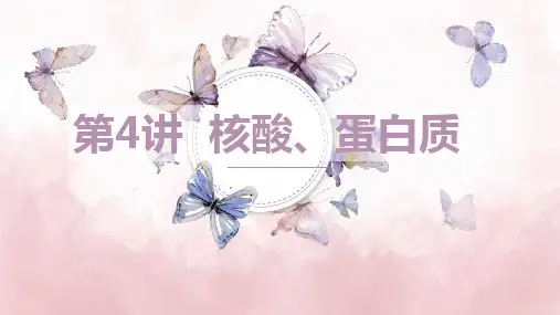 2025届高考生物一轮复习：蛋白质、核酸 