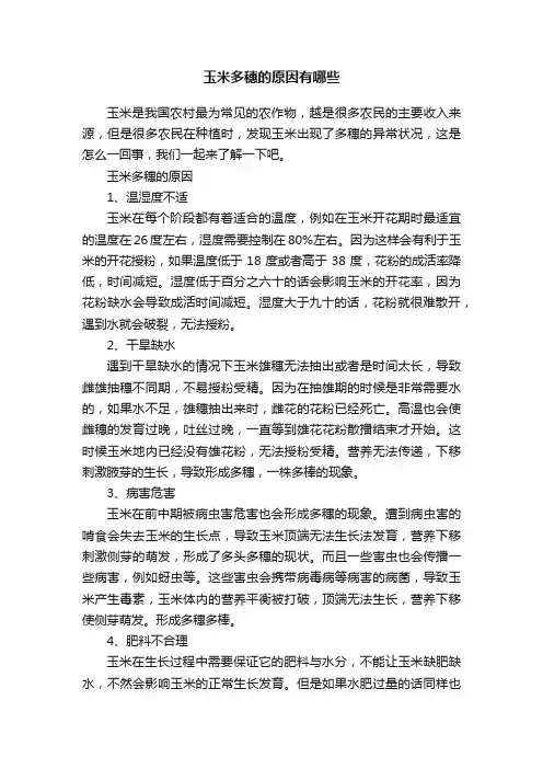 玉米多穗的原因有哪些