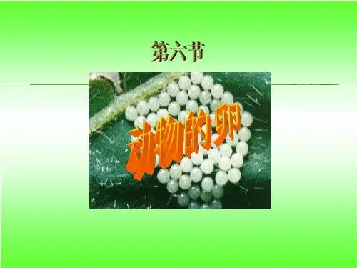最新教科版科学四年级下册第二单元《动物的卵》精品课件