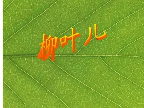 柳叶课件