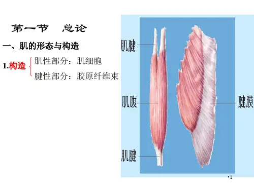 运动解剖学肌学参考PPT