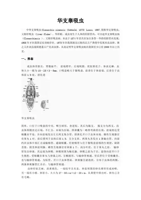 肝吸虫
