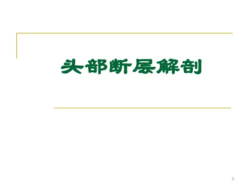 头部断层解剖PPT课件