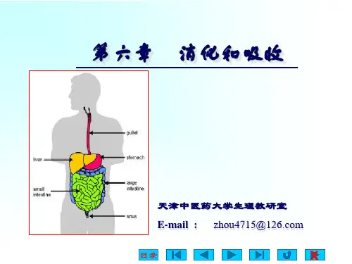 生理学-消化与吸收