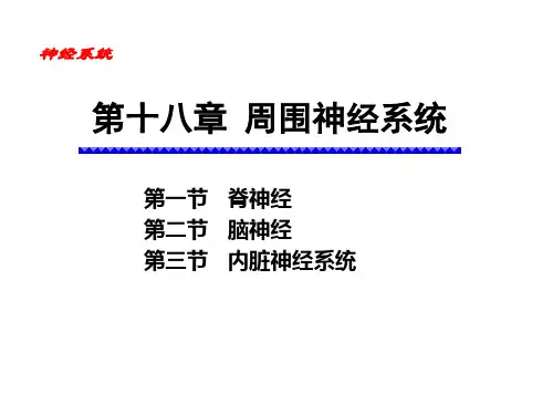 第十八章 脊神经、脑神经、内脏神经