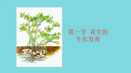 花生生长发育(共33张PPT)