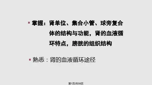 组织学与胚胎学泌尿系统肾PPT课件
