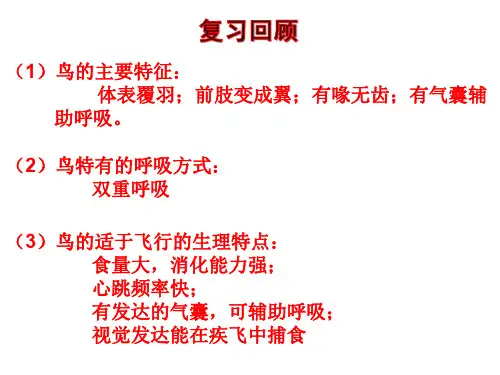 1.7 新哺乳动物课件(共24张PPT)