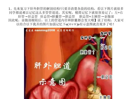 胆总管超声诊断