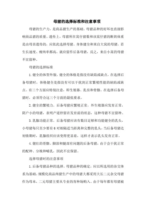 母猪的选择标准和注意事项