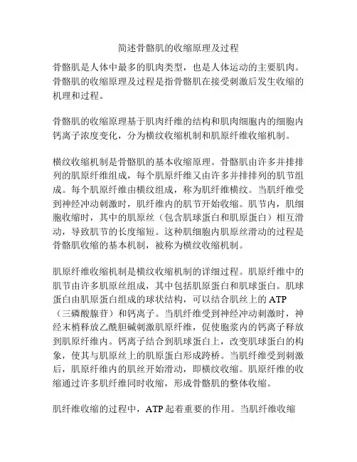 简述骨骼肌的收缩原理及过程