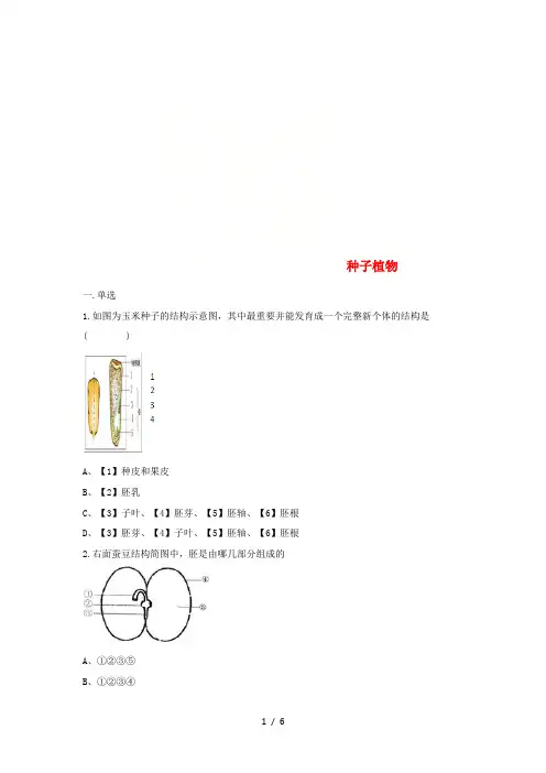 七年级生物上册种子植物练习题人教版