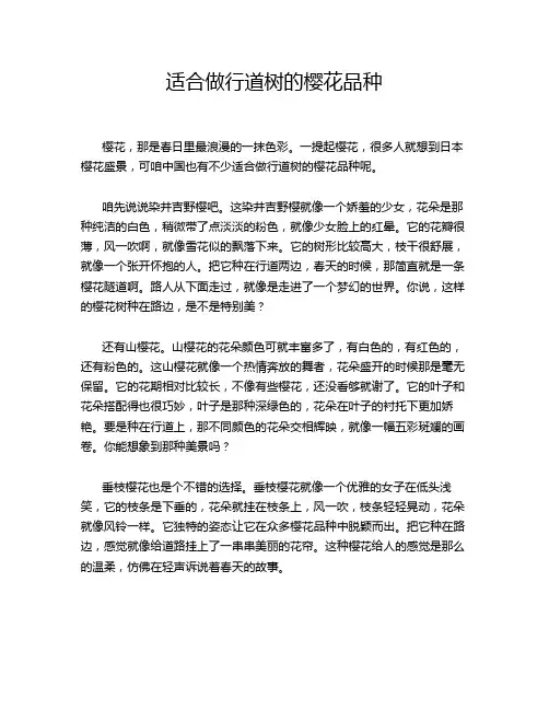 适合做行道树的樱花品种