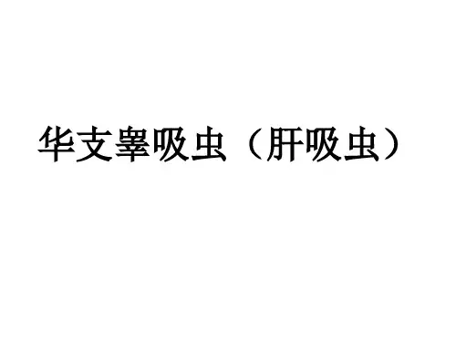寄生虫实验考试图片