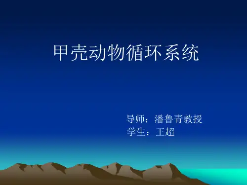 甲壳动物循环系统