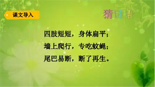 部编版教材《小壁虎借尾巴》精品PPT1
