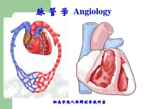 8脉管学、心
