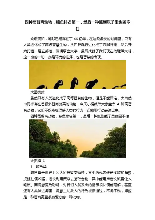 四种高智商动物，鲸鱼排名第一，最后一种抓到瓶子里也困不住