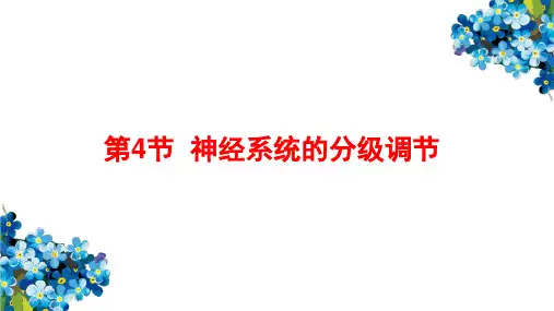 新教材神经系统的分级调节精美课件人教版1