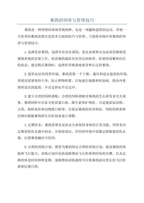 赛鸽的饲养与管理技巧
