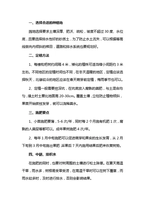 枇杷的种植方法