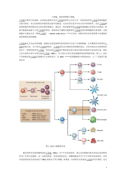 干细胞与癌症