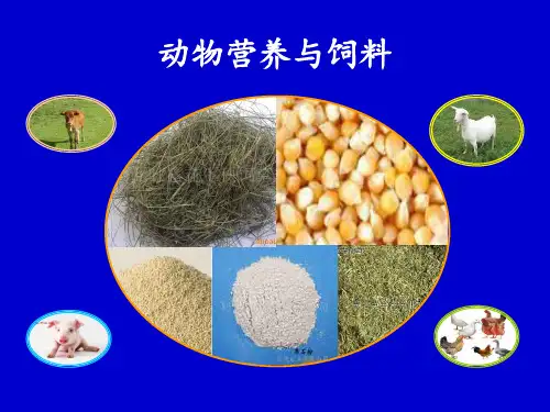 动物营养饲料说课稿