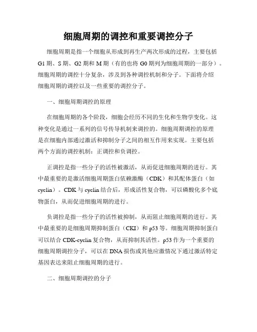 细胞周期的调控和重要调控分子