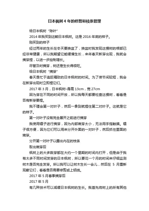 日本枫树4年的修剪和枝条管理