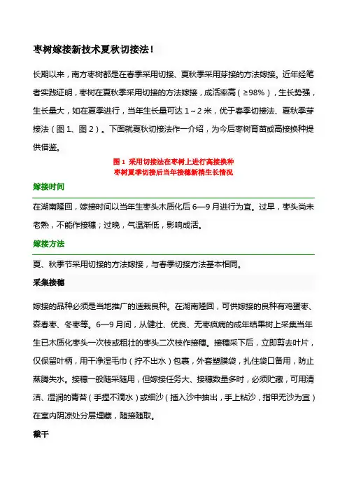 枣树嫁接新技术夏秋切接法