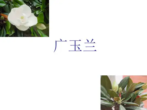 六年级语文广玉兰-P