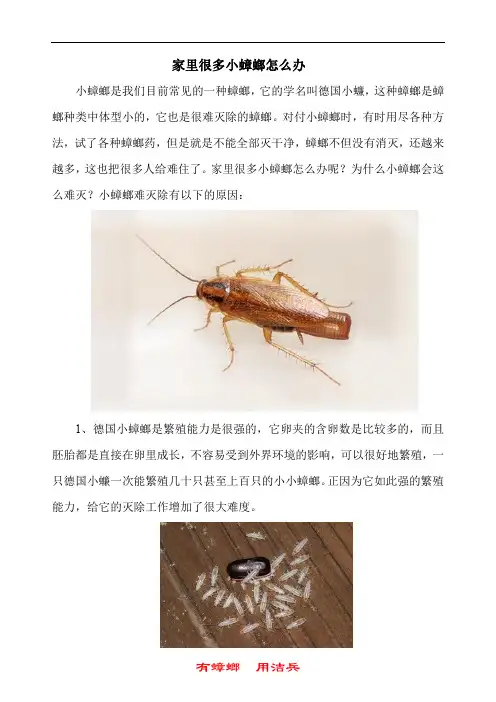 家里很多小蟑螂怎么办 五大招教你灭蟑螂技巧