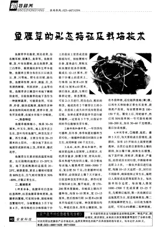 鱼腥草的形态特征及栽培技术