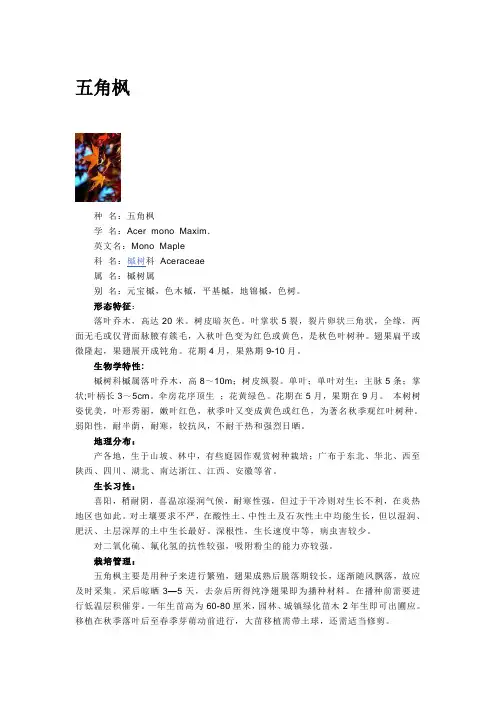 五角枫