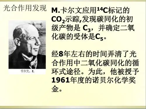 七年级生物上册《13绿色植物的光合作用》课件新人教版