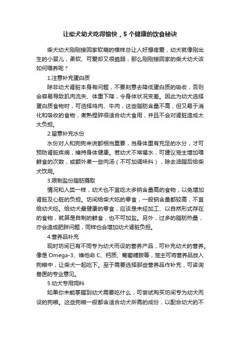 让柴犬幼犬吃得愉快，5个健康的饮食秘诀