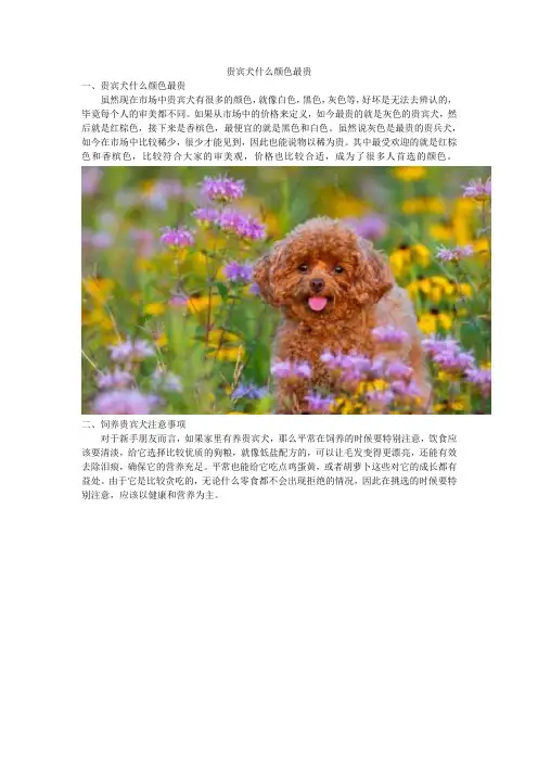贵宾犬什么颜色最贵