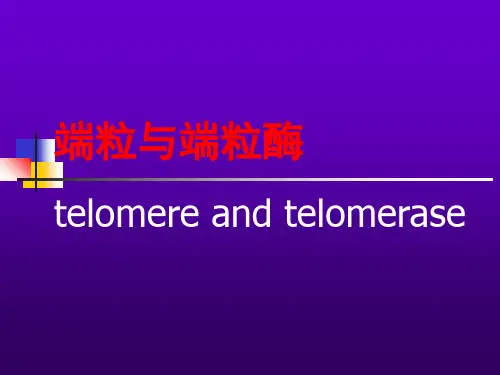 端粒与端粒酶 ppt课件