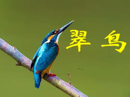 《翠鸟》PPT课件