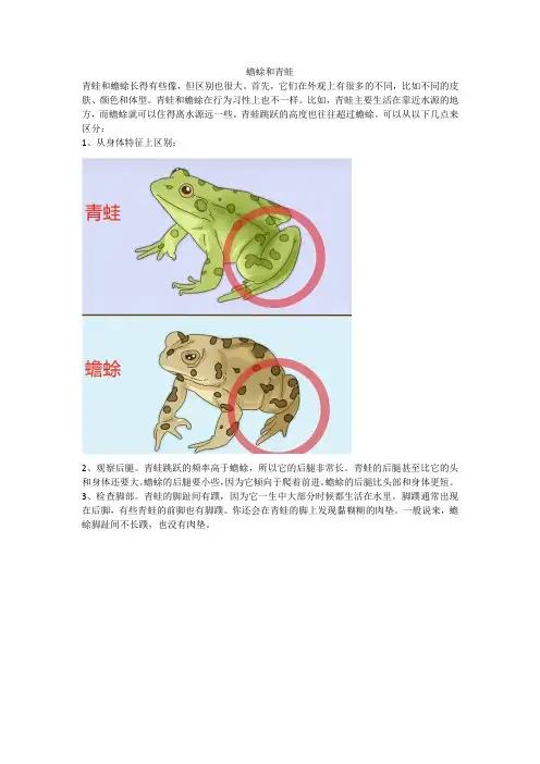 蟾蜍和青蛙