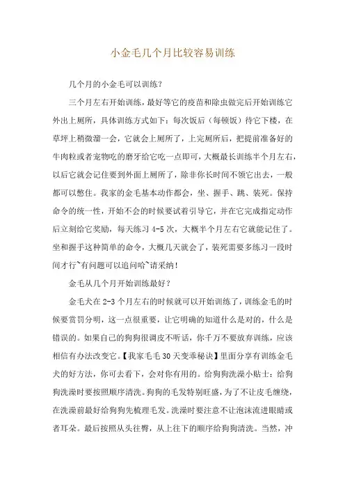 小金毛几个月比较容易训练