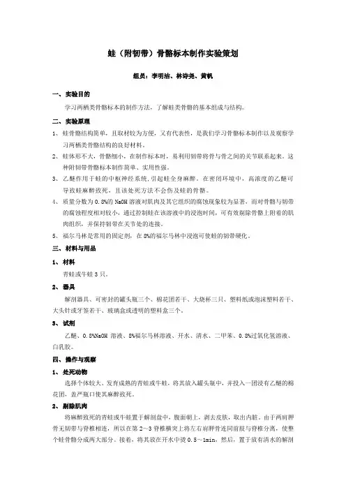 蛙骨骼标本制作