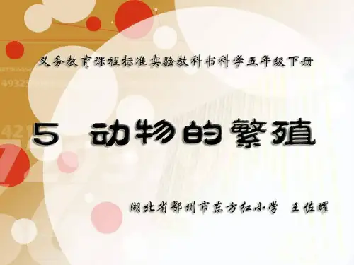 动物的繁殖