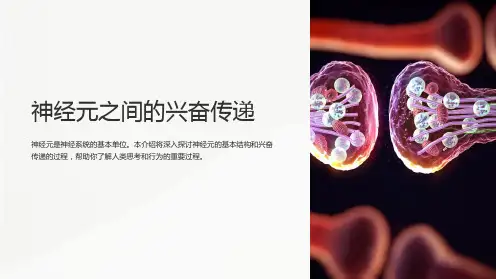 兴奋在神经元之间的传递过程