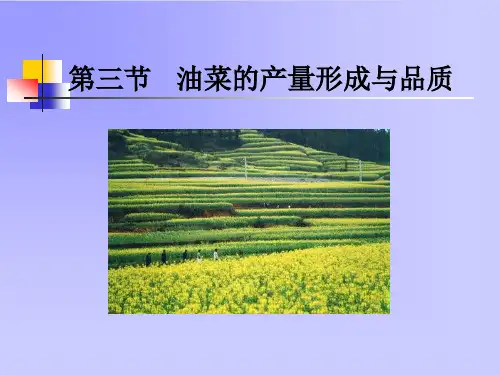 油菜的产量形成与品质详解