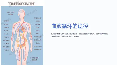 《血液循环的途径》课件